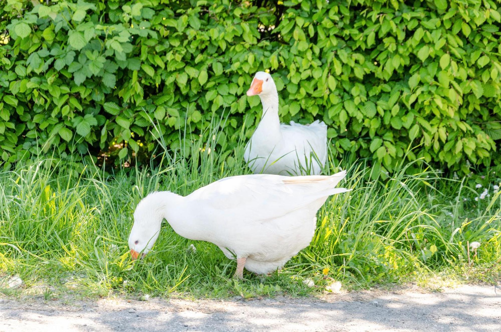 Ferienwohnung Landleben Hofgeismar Exteriör bild
